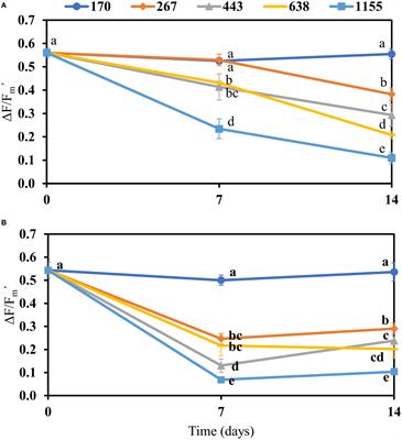 Photosynthetic performance, growth, pigment content, and photoprotective compounds of the mangrove macroalgae Bostrychia calliptera and Bostrychia montagnei (Rhodophyta) under light stress